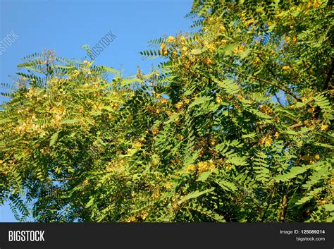 Shop our wide variety of flowering shrubs & hedges. Acacia Tree Crown Blooming Yellow Image & Photo | Bigstock