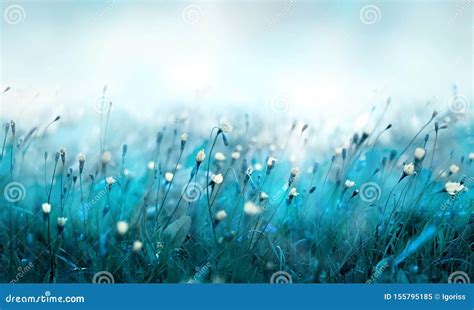 Misty Morning In The Meadow Stock Image Image Of Flora Botany
