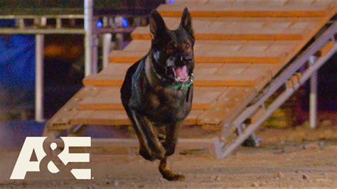 Americas Top Dog Season 2 Release Date On Aande When Does It Start