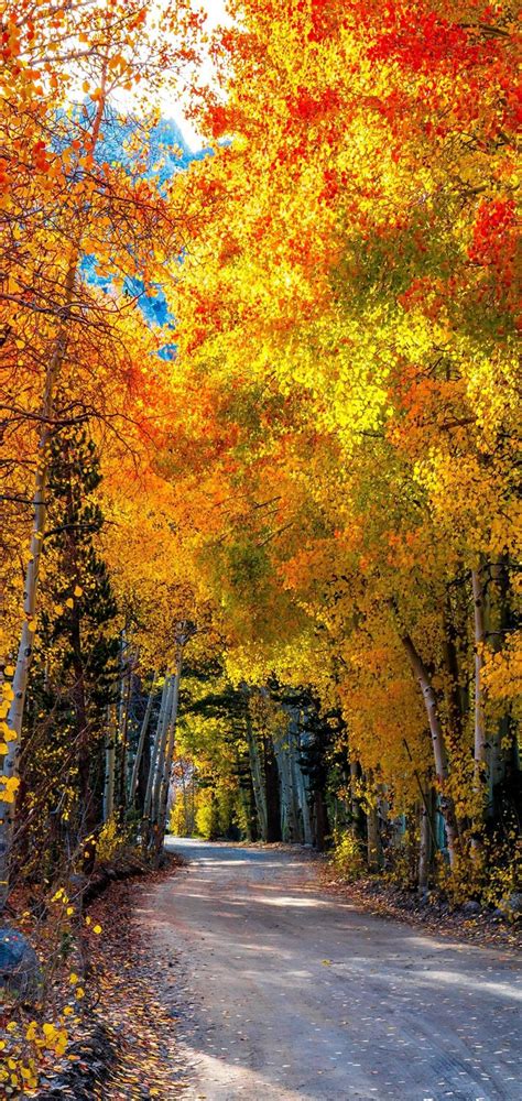 Roads Autumn Forests Trees Wallpaper 720x1520