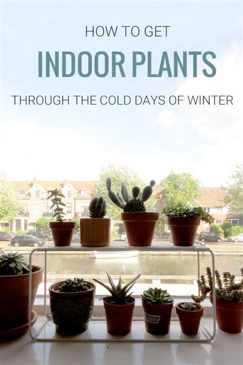 Keep Your Houseplants Alive With These Winter Survival Care Tips