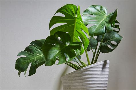 What light level does sugarcane need to grow. Monstera Light Requirements: How Much Light Does it Need?