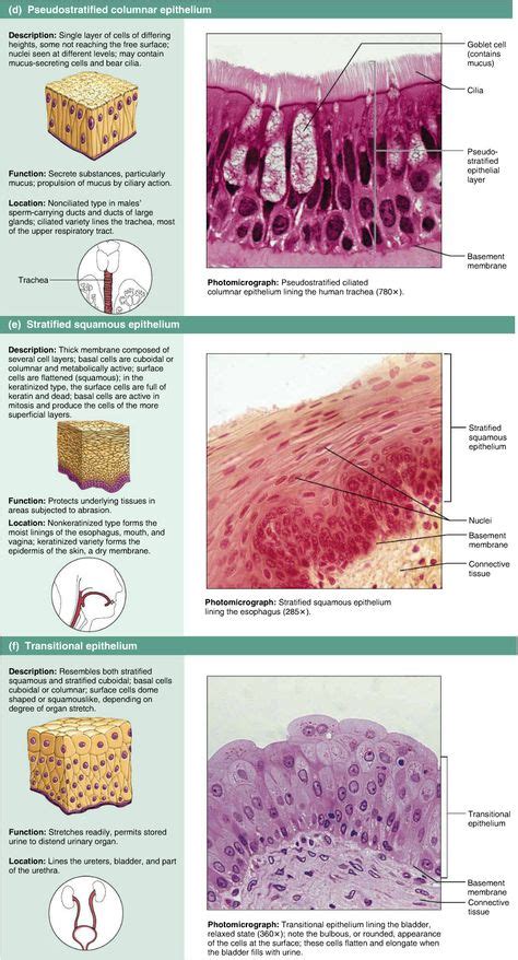 9 Best Types Of Tissue Images Human Anatomy Physiology Tissue Types