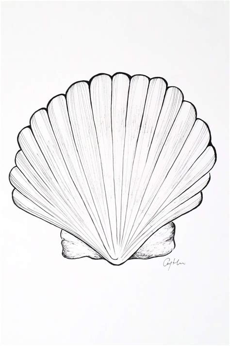 Seashell Drawing artwork coastal beach house decor wall art | Etsy
