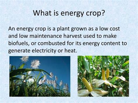 Ppt Energy Crop Powerpoint Presentation Id5324727