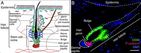 400x Hair Bulb Under Microscope Human Hair Root Under Microscope