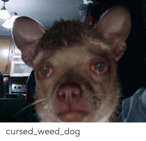 Cursedweeddog Weed Meme On Meme