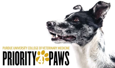 I would definitely recommend four paws pet resort to anyone having to board their pet. Priority 4 Paws - College of Veterinary Medicine - Purdue ...