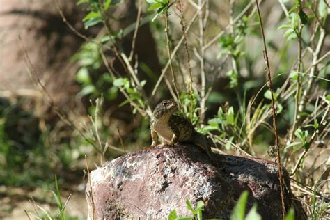 White Bellied Rough Lizard From Bosque Los Colomos Guadalajara JAL