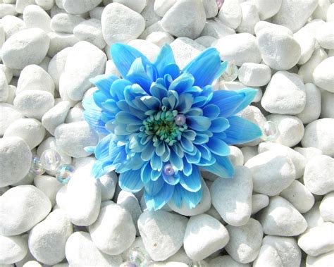 Maybe you would like to learn more about one of these? Blue Flower Wallpapers | HD Wallpapers | ID #5638