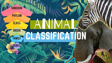 Animal Types || Animal Classification || Animal Groups 🌎🐘🦩🐠🐍🦎🐌 - YouTube