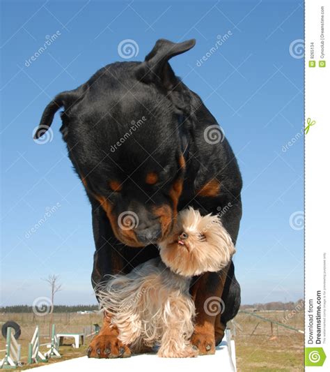 Rottweiler Et Yorkshire Terrier Stock Photo Image Of Rottweiler