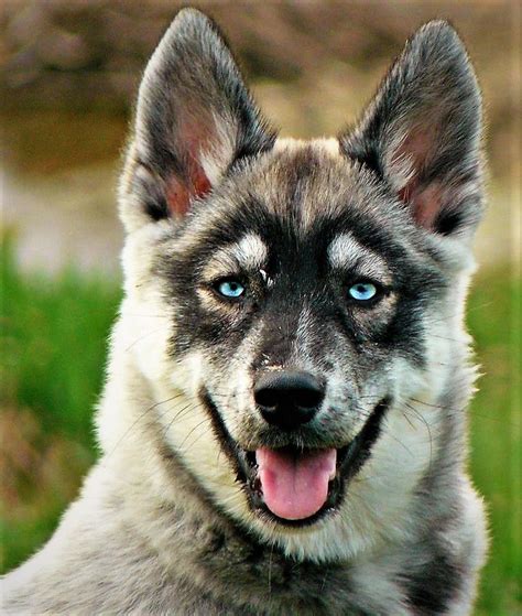 This Is One Gorgeous Agouti Siberian Husky Puppy ~ Striking Ice Blue