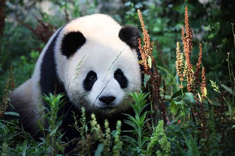 1001 schone bilder zum nachmalen und video anleitungen. Pandabär, Großer Panda | Tiere | Säugetiere | Goruma