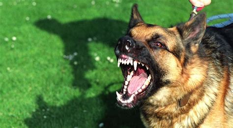Adrenaline will be flowing, and when two dogs are driven to scrapping with each other neither will want to be the one that backs down. How To Stop An Attacking Dog - Sick Chirpse