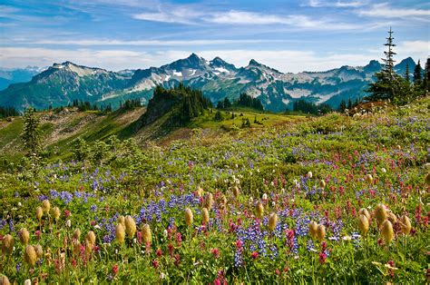 Wildflowers At Paradise Meadow Mount Rainier National Park Greg