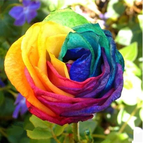 20pcs Rare Colorful Rainbow Rose Seed Flower Seeds For Your Lover T