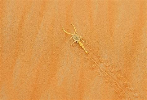 What Animals Live In The Arabian Desert Worldatlas