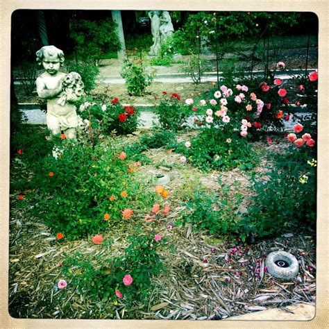 Maybe you would like to learn more about one of these? Mabel Ringling Rose Garden, Sarasota, Florida | Holiday ...