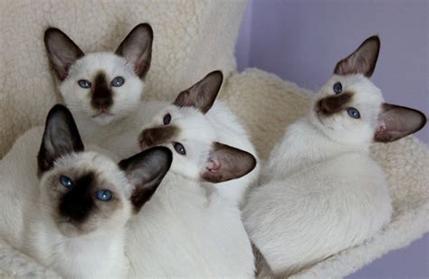 Moonfrost Siamese Seal And Chocolate Point Kittens