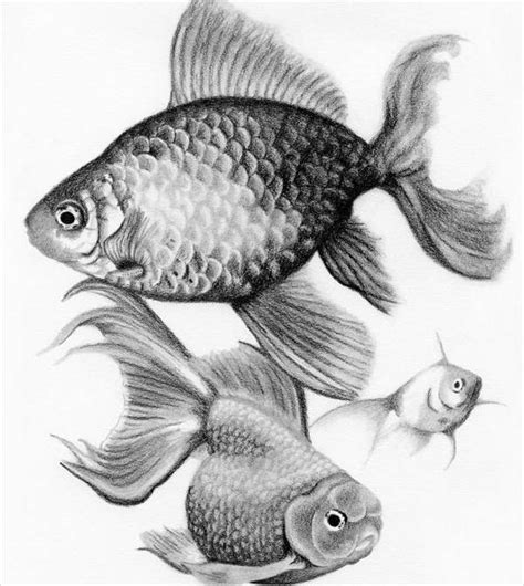 Scribble smears hand drawn in pencil. 9+ Fish Drawings | Free & Premium Templates