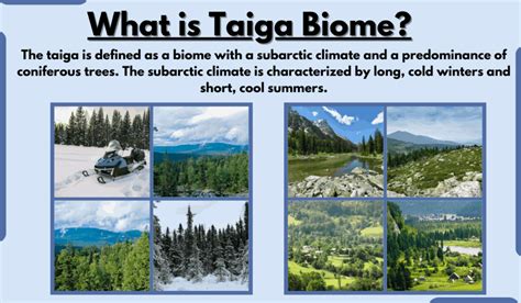 Taiga Biome Characteristics Location Climate Temperature And Examples