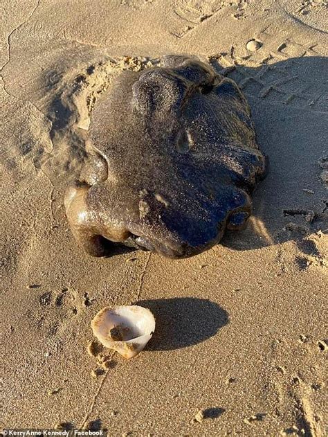 Blob Like Sea Creature Washes Up On Queensland Beach Leaving Experts