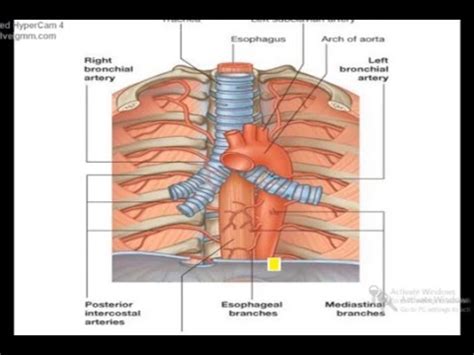 Story of a plumber's wife/ plummer vinson syndrome simplified. CVS- The Aorta - YouTube