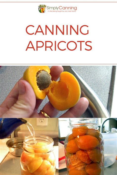 Canning Apricots A Taste Of Summer In A Jar Any Time Of Year