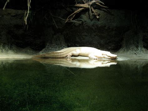 Find the best zoo in new orleans, louisiana all in one place. White Alligator at Audubon Zoo - New Orleans, Louisiana ...