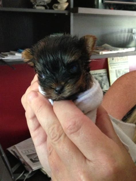 Tiny Yorkie Near Alliston Could Be Worlds Smallest Ctv News