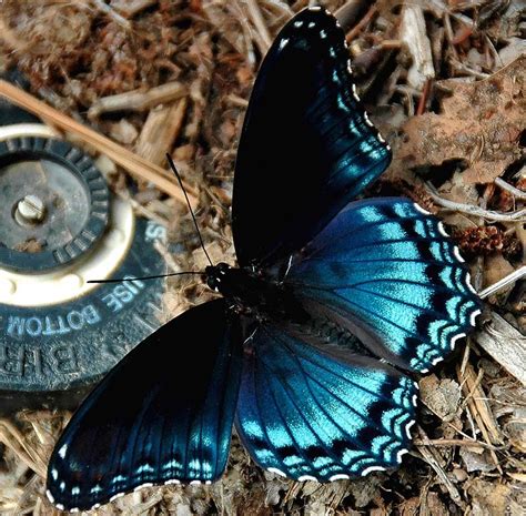 Butterfly Monarch Blue Butterfly Mania