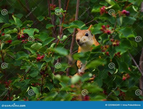 Squirrel Eating Berries On A Tree In The Garden Stock Image Image Of