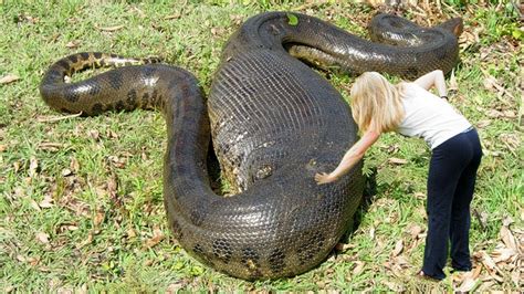 Anaconda Vs Python Animal Planet Documentary Youtube