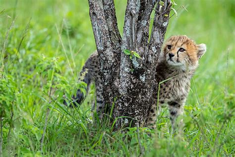 Cats Cheetah Baby Animal Cub Wildlife Hd Wallpaper Peakpx