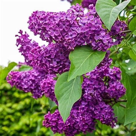 Charles Joly Lilac Shop French Lilacs Michigan Bulb In Lilac