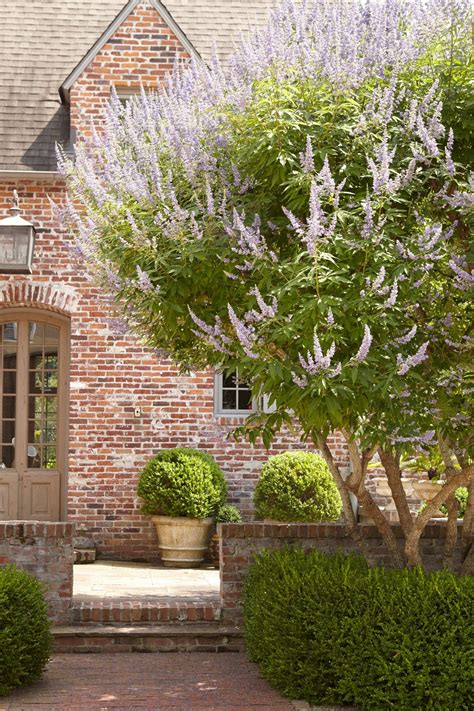 The Best Small Trees For Small Yards In The South Southern