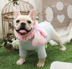 Find french bulldog puppies and breeders in your area and helpful french bulldog information. View Ad: French Bulldog Puppy for Sale near California ...
