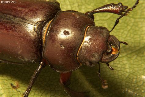 Stag beetles don't live in areas with chalky soils, as these are hard for them to burrow down into and dig their way out of. Stag Beetle - Pseudolucanus capreolus - North American ...