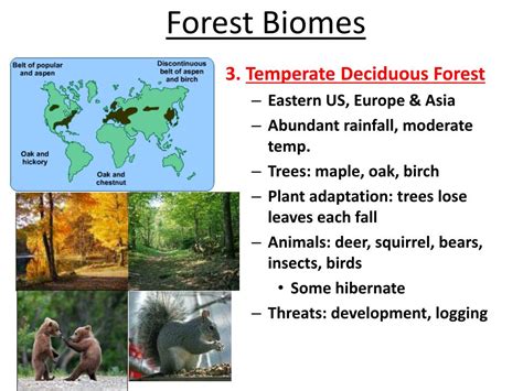 Ppt Assignment Forest Biomes Bubble Map Powerpoint Presentation