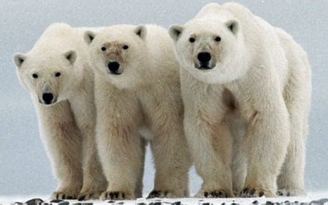 Scientists used dna taken from preserved epidermal samples to create a clone of a. Top 10 most endangered species in the world - Telegraph