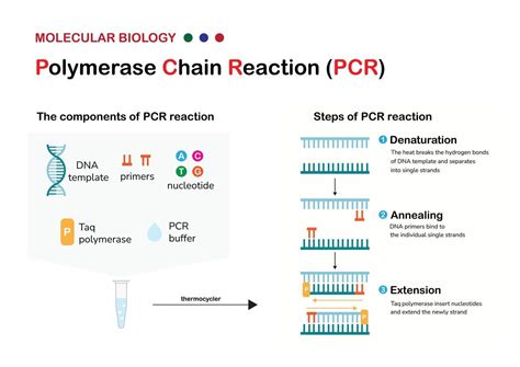 Molecular Biology Present Component Principle And Process Of Polymerase