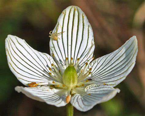 At last, a plant your cat should eat. 50 GRASS Of PARNASSUS FLOWER Parnassia Glauca American Fen ...