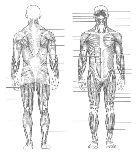 Full Body Muscle Diagram Diagram Quizlet