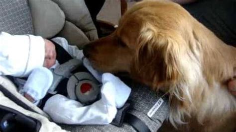 Adorable Golden Retriever Has A Touching First Meeting With His New