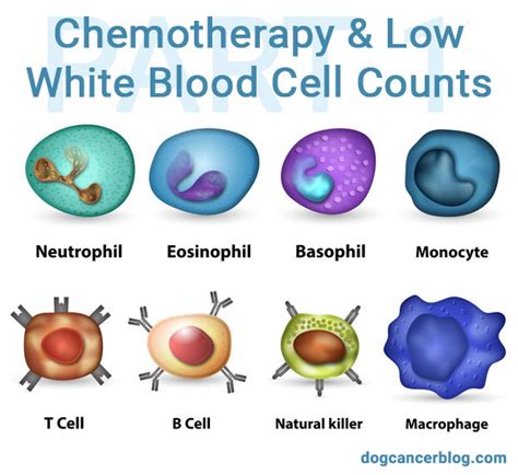 The Oncologists Perspective Chemotherapy And Low White Blood Cell