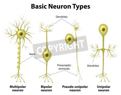 Neurogliaform cells are of particular interest because they are, together with. Basic neuron types. unipolar, pseudo-unipolar neuron ...