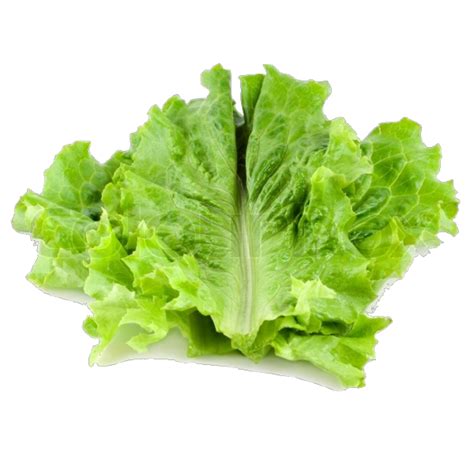| meaning, pronunciation, translations and examples. Lettuce (bunch) - Kingswaycoopshop