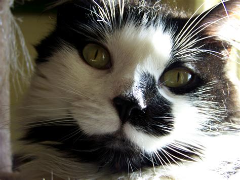 Black And White Cat Free Stock Photo - Public Domain Pictures