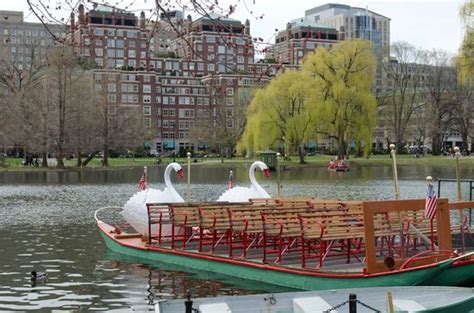 Marathon Ducklings Complete With Runner Bibs Picture Of Boston Public Garden Boston Tripadvisor